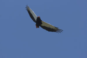 _DSC1760w - Bateleur