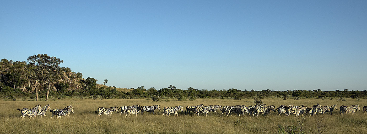 Zebras in the Botswana sunset