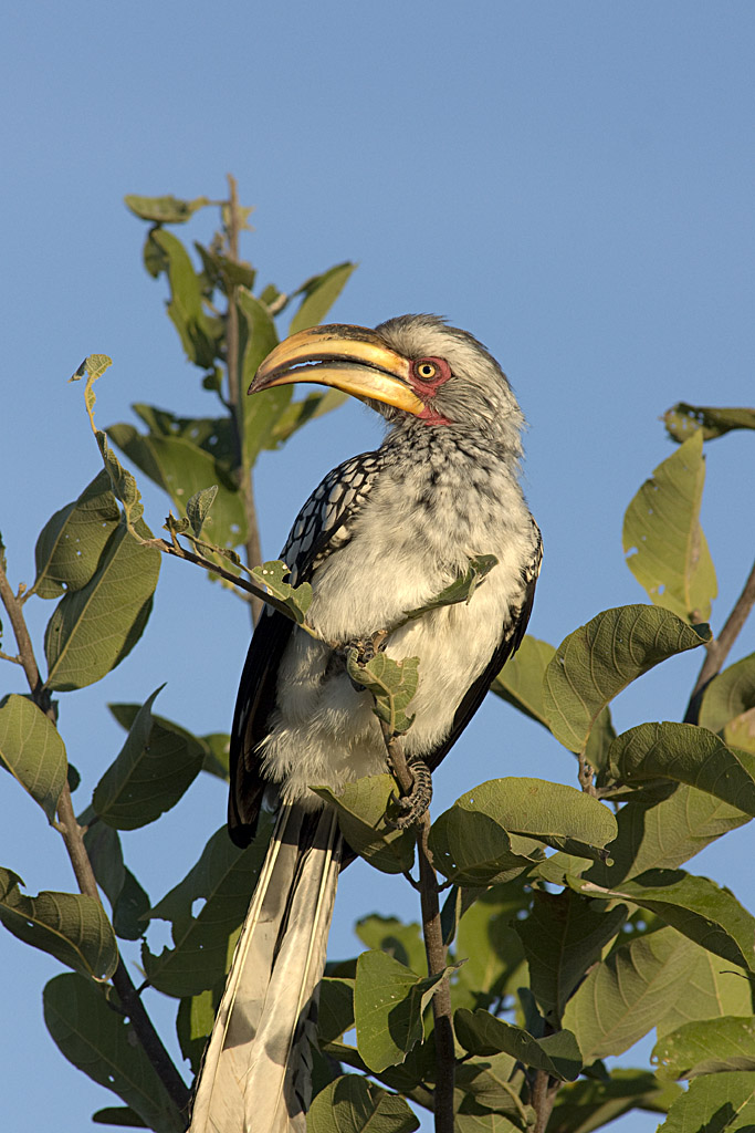 Southern yellow-billed hornbill (Botswana) - Copyright (C) Y.Roumazeilles