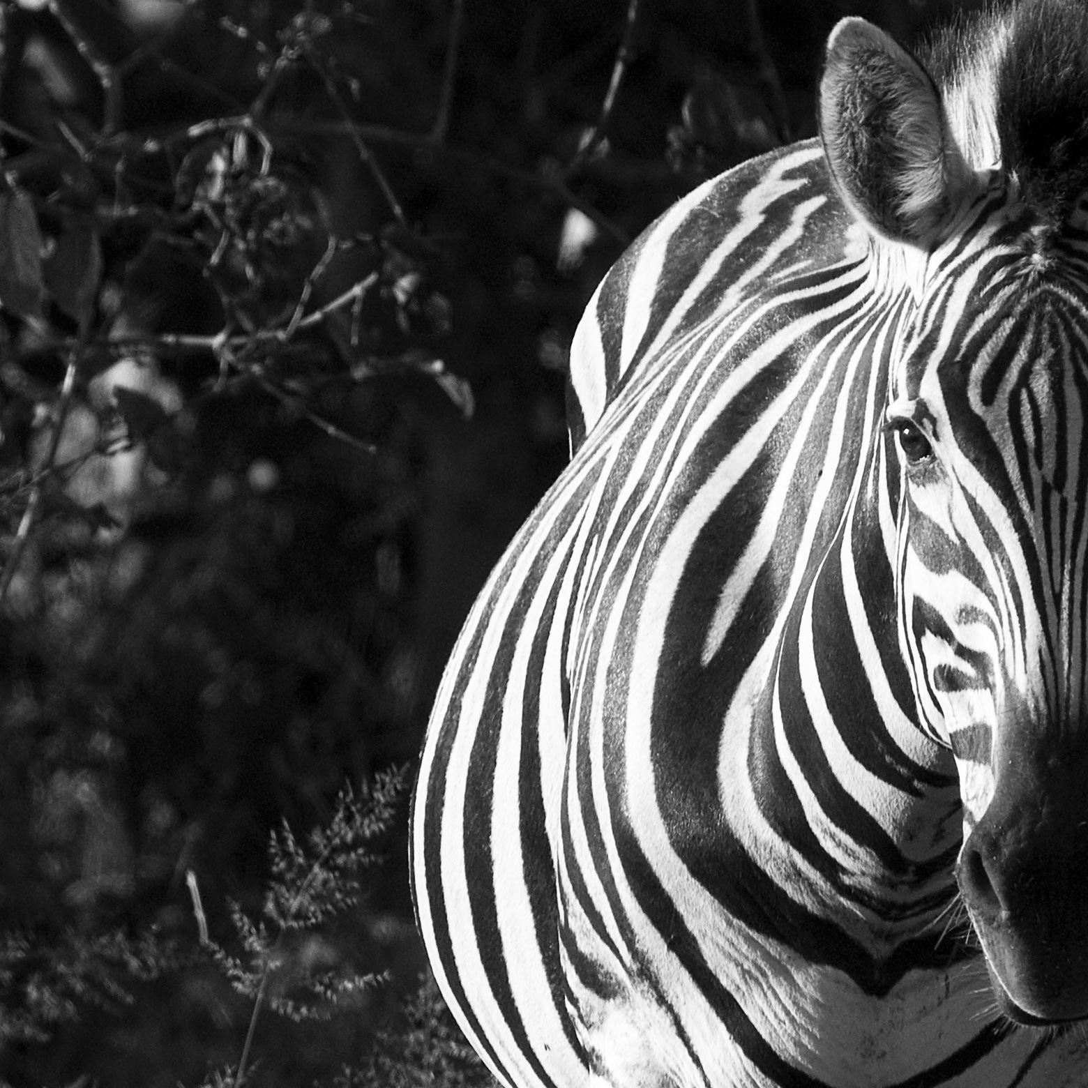 Zebra