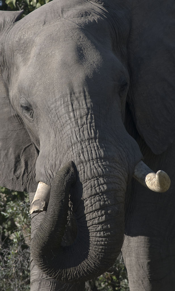 Elephants from Botswana