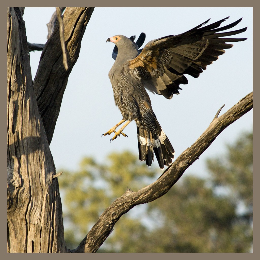 _DSC0304w - African Harrier Hawk