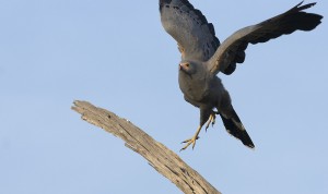 Gymnogène d'Afrique - African Harrier-Hawk