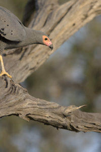 Gymnogène d'Afrique - African Harrier-Hawk