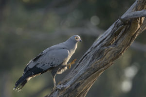 Gymnogène d'Afrique - African Harrier-Hawk