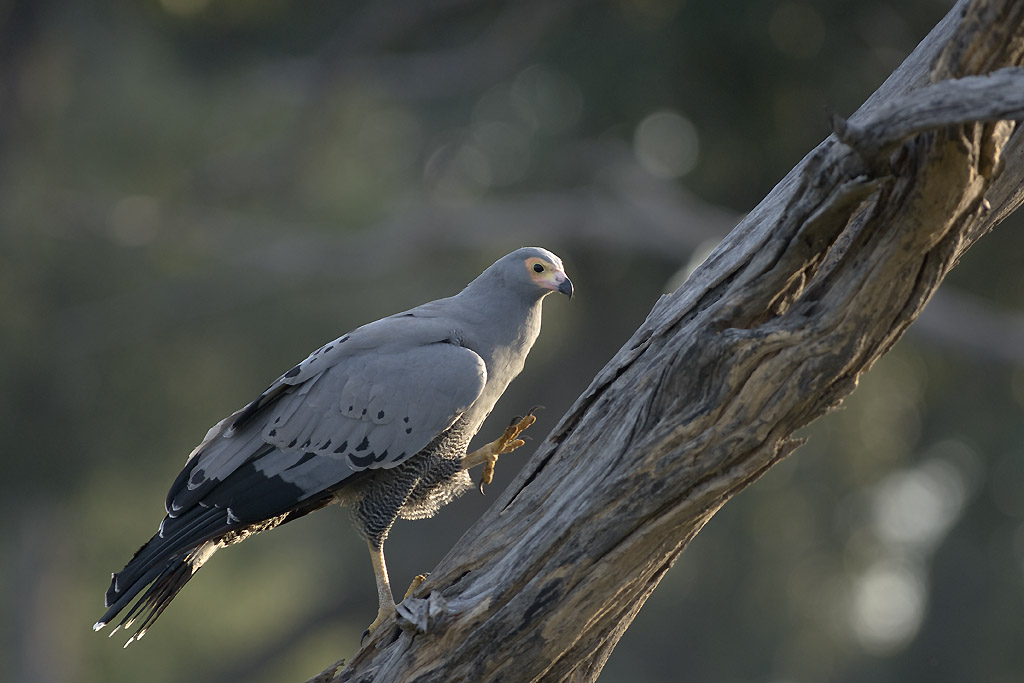 African Harrier Hawk (Gymnogene) – Roumazeilles.net