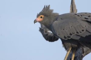 Gymnogène d'Afrique - African Harrier-Hawk