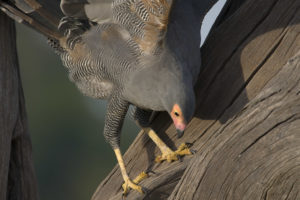 Gymnogène d'Afrique - African Harrier-Hawk