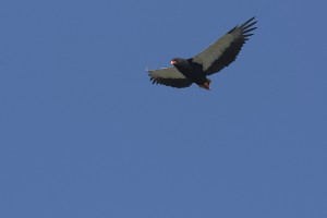 Bateleur eagle, in flight