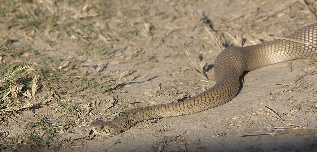 Wild encounter in Botswana