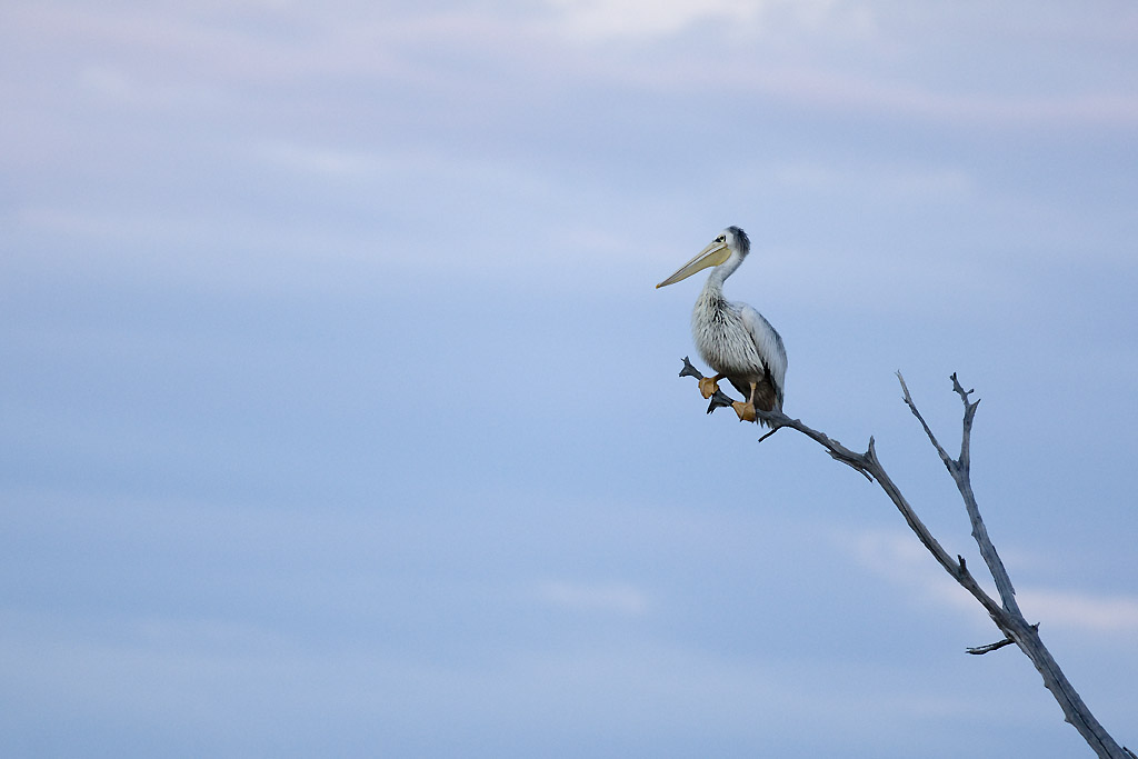 Great White Pelican