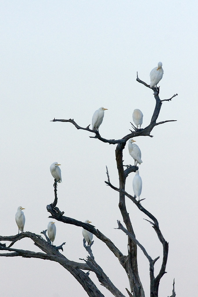 Great white egrets, in a tree