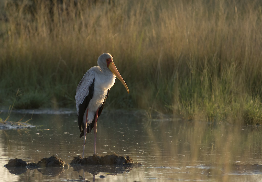 Yellow-billed Stork