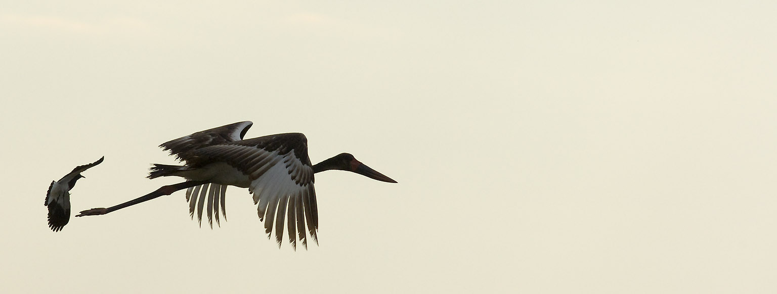 Jabiru Stork or Saddle-billed Stork