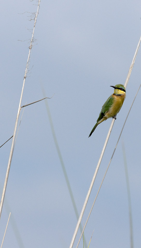 Little bee-eater