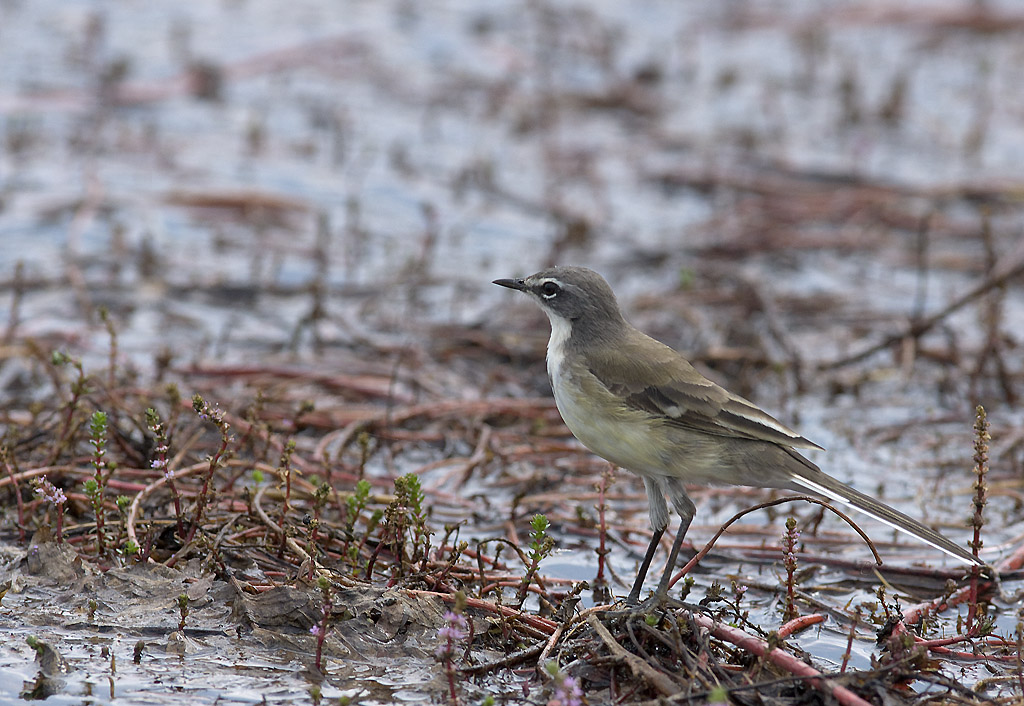 Cape wagtail