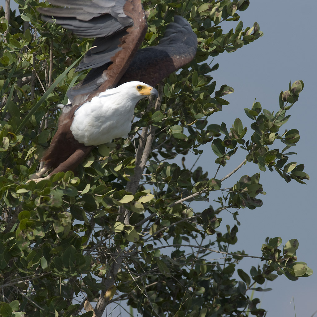 Fish eagle