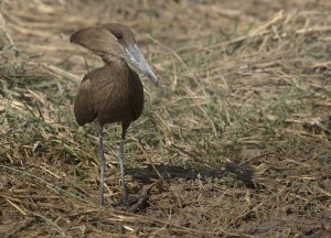 Hamerkop