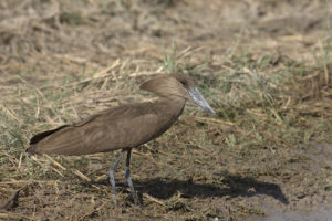 Hamerkop