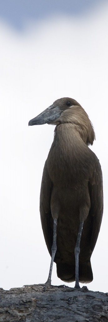 Hamerkop