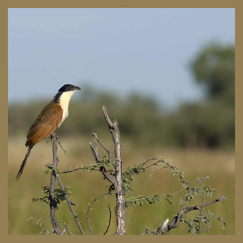 Coppery-tailed Coucal