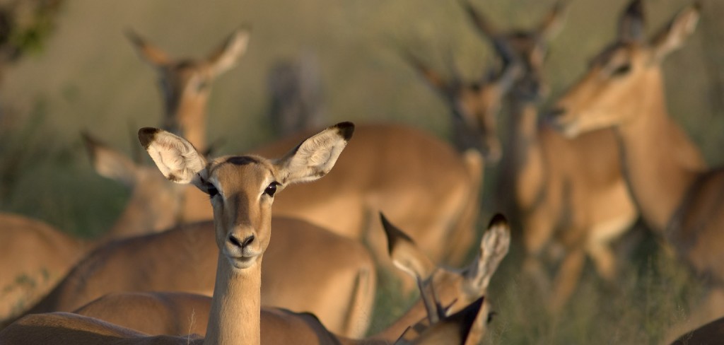 Impala