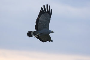 Gymnogène d'Afrique - African Harrier-Hawk