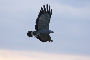 African Harrier Hawk (Gymnogene)