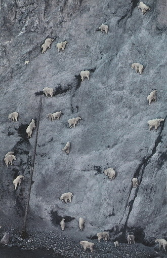 Vertigo for goats