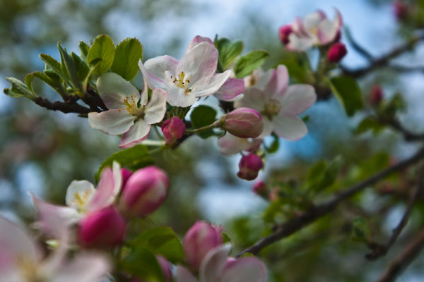 Cherry tree blossom