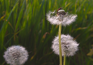 Dandelion