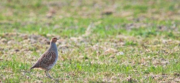 Grey partridge