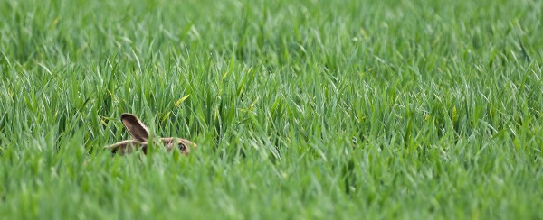 Hares in the grass