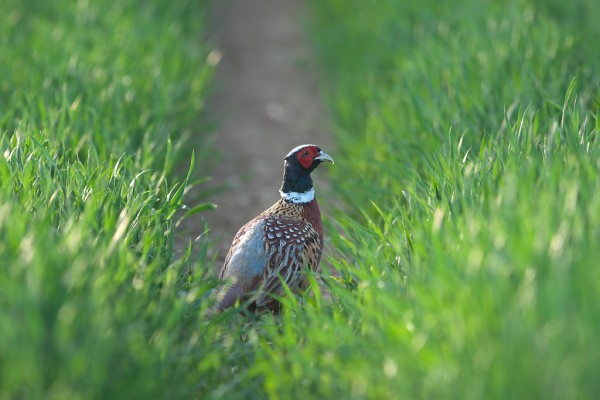 Common pheasant