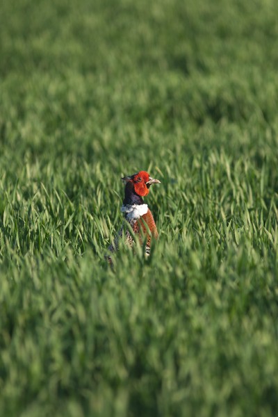 Common Pheasant