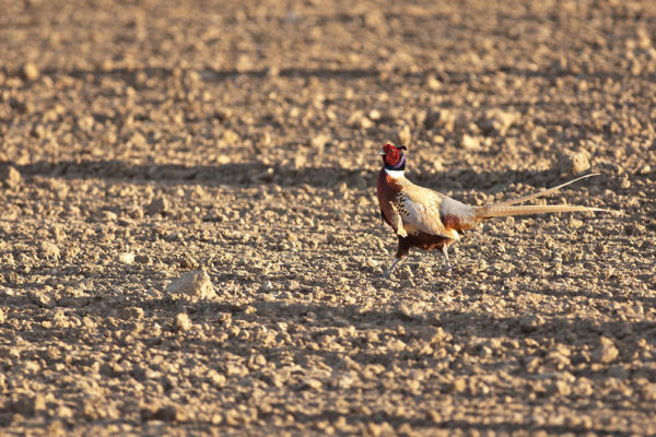 Common pheasant