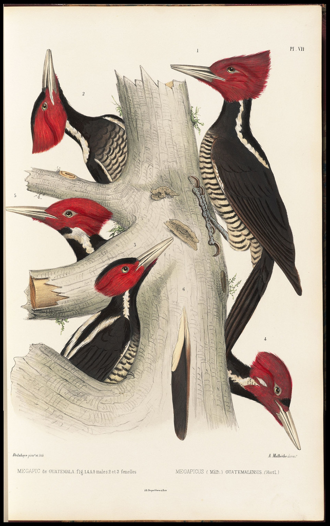 The woodpecker book