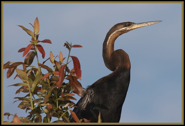 African Darter