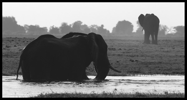 African elephants bathing in the sunset