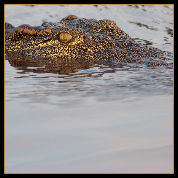 Crocodile – Botswana