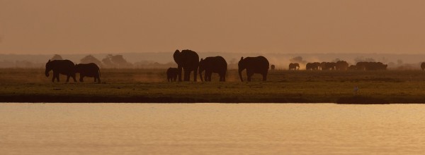 Elephants, sunset