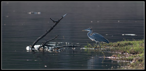 Grey Heron – Your choice