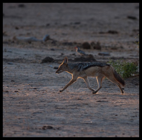 Black-backed jackal