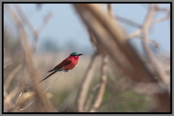 Botswana bee-eaters