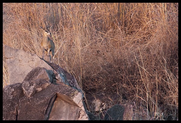 Klipspringer