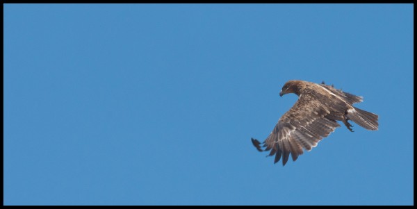 In flight