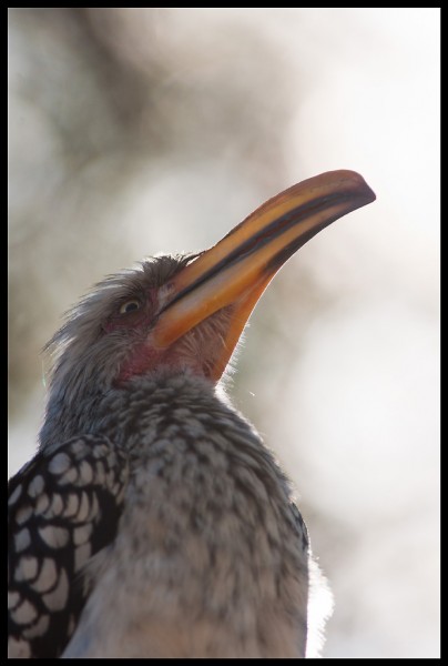 Southern Yellow-billed Hornbill