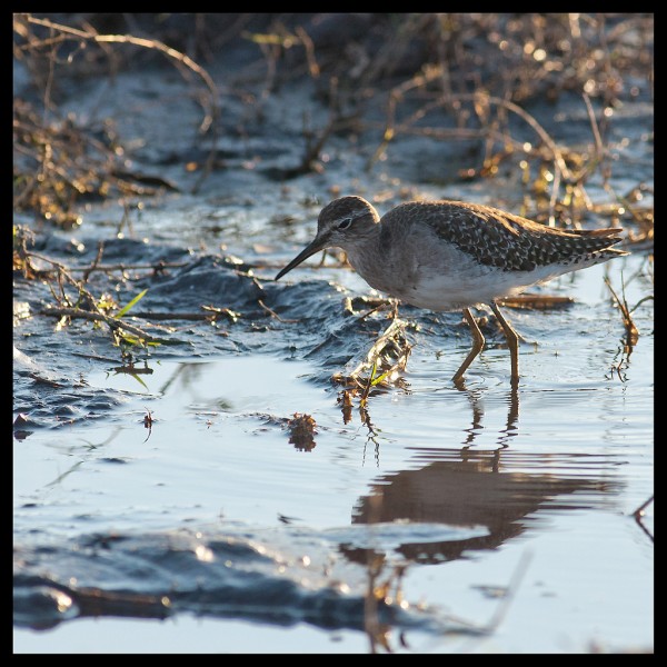 Wood Sandpiper