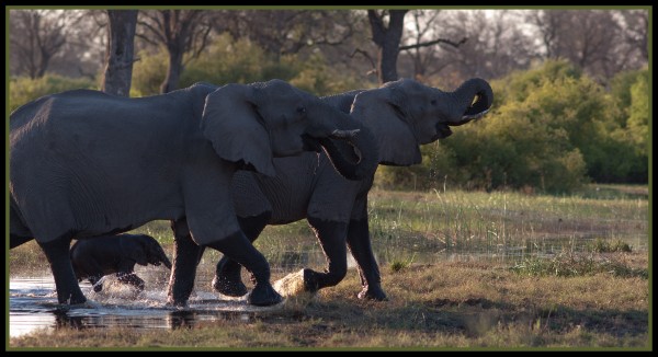 Three elephants