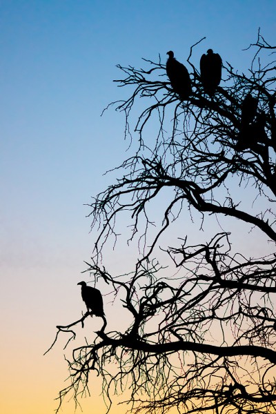 Vultures in the sunset